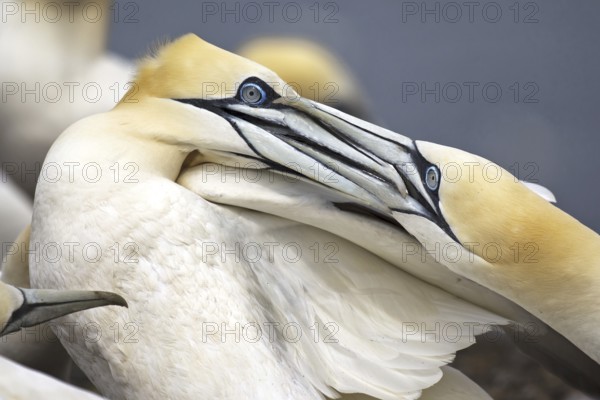 Northern Gannet (Morus bassanus), Scotland, United Kingdom
