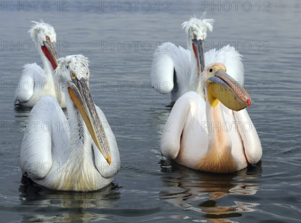 Dalmatian Pelican & Great White Pelican (Pelecanus crispus & Pelecanus onocrotalus), Lake Kerkini, Greece