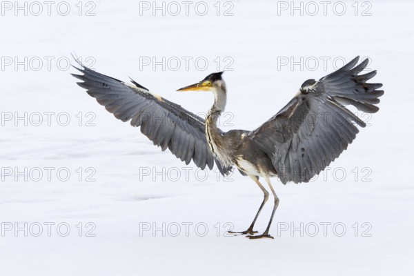 Grey Heron (Ardea cinerea) juvenile flying, Berlin, Germany