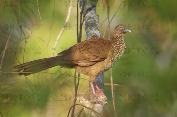Speckled Chachalaca (Ortalis guttata guttata), Ecuador