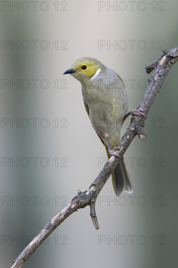 White-plumed Honeyeater (Ptilotula penicillata), Victoria, Australia