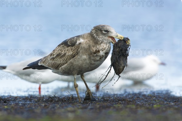 Pacific Gull (Larus pacificus) juvenile eating fish, Victoria, Australia