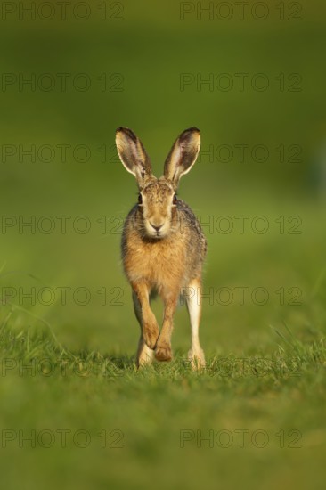 European brown hare (Lepus europaeus) adult animal running in grassland in spring, England, United Kingdom