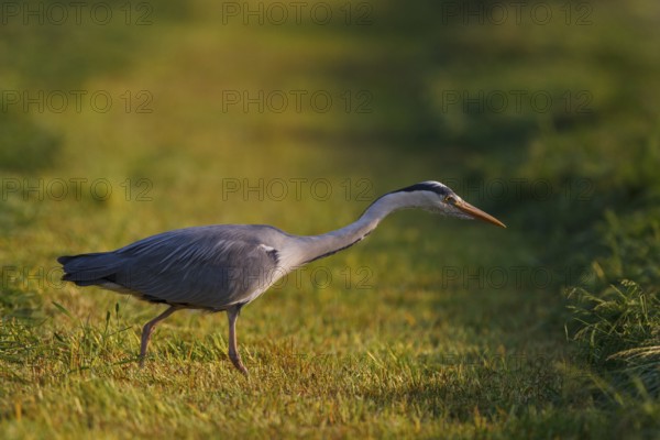 Grey Heron (Ardea cinerea), North Rhine-Westphalia, Germany