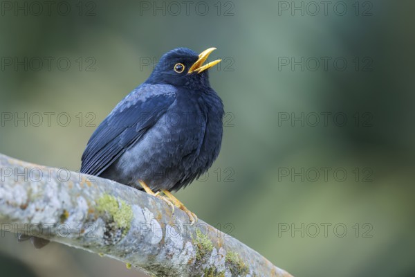 Yellow-legged Thrush (Turdus flavipes) perched on a branch in Colombia, South America