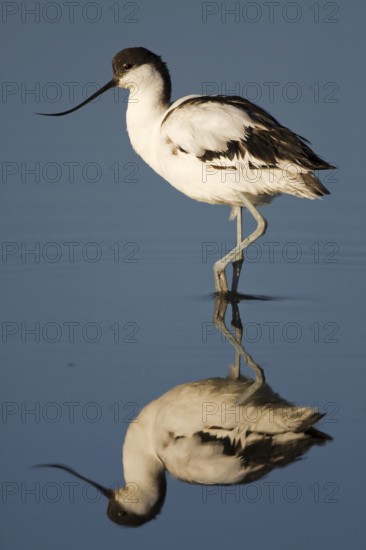 Pied Avocet (Recurvirostra avosetta), Namibia