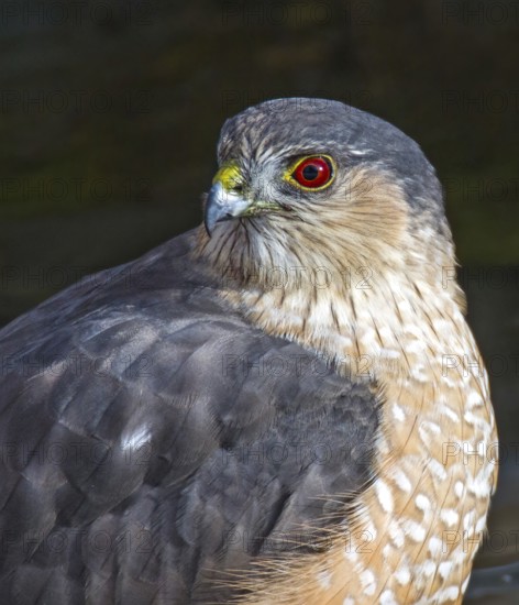Sharp-shinned Hawk (Accipiter striatus), Saskatchewan, Canada