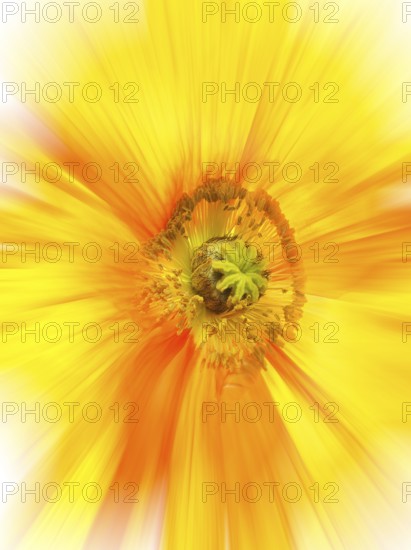 Flower impression, poppy (Papaver), zoom effect