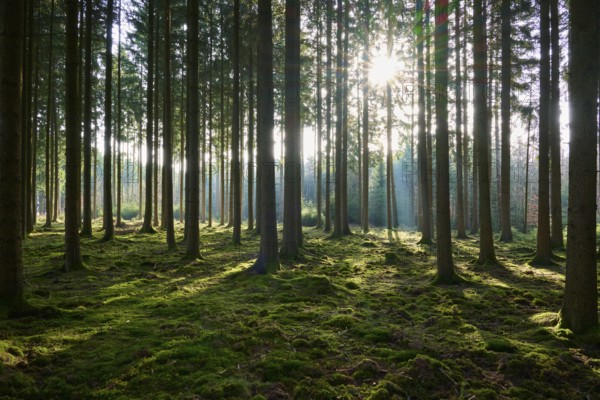 Bright forest with sun rays falling through the canopy, moss-covered ground creates a quiet atmosphere, Mudau, Odenwald, Baden-Württemberg, Germany