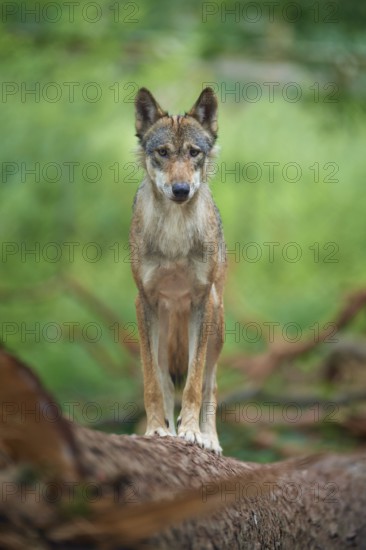 European gray wolf (Canis lupus), standing on tree trunk in forest, Germany