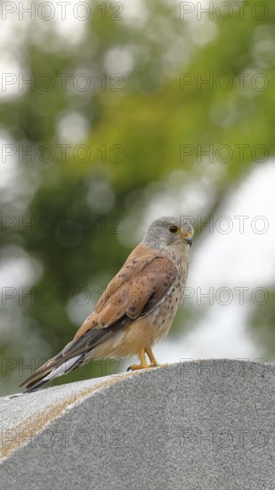 Kestrel (Falco tinnunculus), sitting on a monument, bokeh in the background, Vienna, Austria