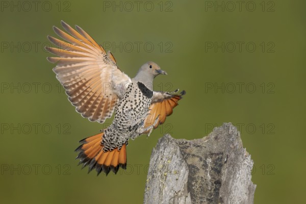Northern Flicker (Colaptes auratus) female approaching a pole, British Columbia, Canada