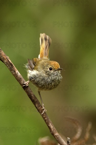 Tasmanian Thornbill (Acanthiza ewingii), Tasmania, Australia