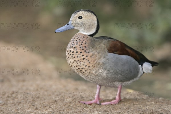 Ringed Teal (Callonetta leucophrys), Arizona, USA