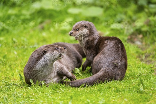 Eurasian otter (Lutra lutra) playing with each other in the grass, Bavaria, Germany