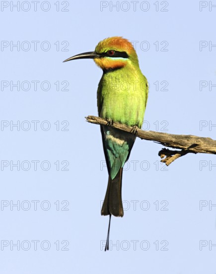 Rainbow Bee-eater (Merops ornatus), Australia