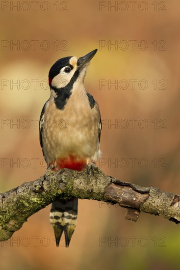 Great Spotted Woodpecker (Dendrocopos major) male, Utrecht, Netherlands