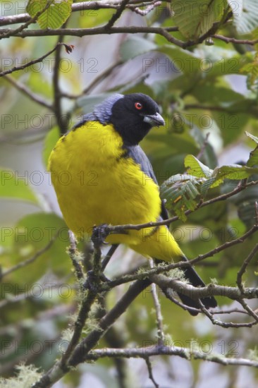 Hooded Mountain-Tanager (Buthraupis montana) perched on a branch in Ecuador, South America