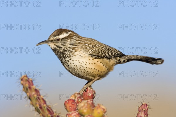 Cactus Wren Campylorhynchus brunneicapillus Sabino Canyon, Tucson, Pima County, Arizona, United States 22 February Adult Troglodytidae