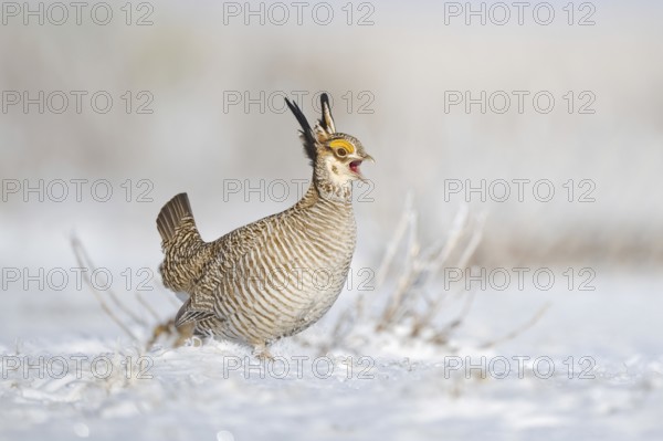 Greater Prairie Chicken (Tympanuchus cupido) male calling, Colorado, USA