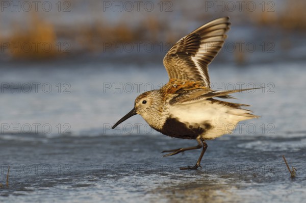 Dunlin (Calidris alpina), Alaska, USA
