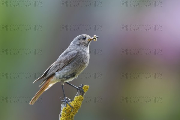 Black Redstart (Phoenicurus ochruros) female with insect in beak, Hungary