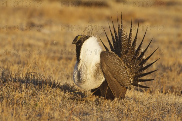 Sage Grouse (Centrocercus urophasianus) male mating, California, USA