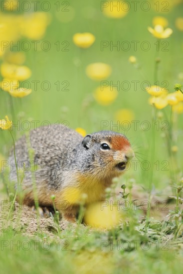 Columbia ground squirrel (Urocitellus columbianus, Spermophilus columbianus) in a flower meadow, Yoho National Park, British Columbia, Canada