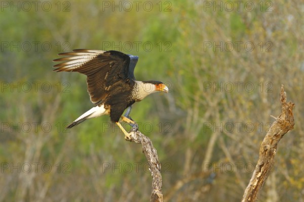 Crested Caracara Caracara cheriway Rio Grande City, Starr County, Texas, United States 31 March Adult Falconidae