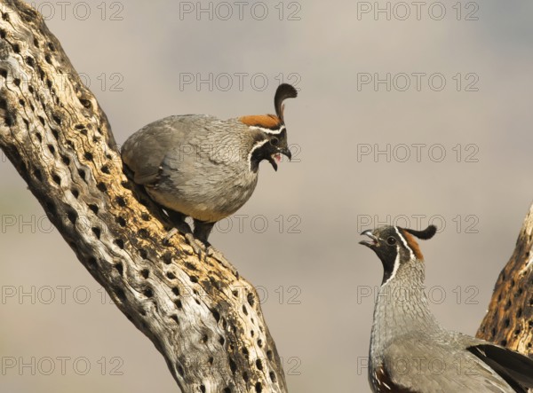 Gambel's Quail (Callipepla gambelii) male, Arizona, USA