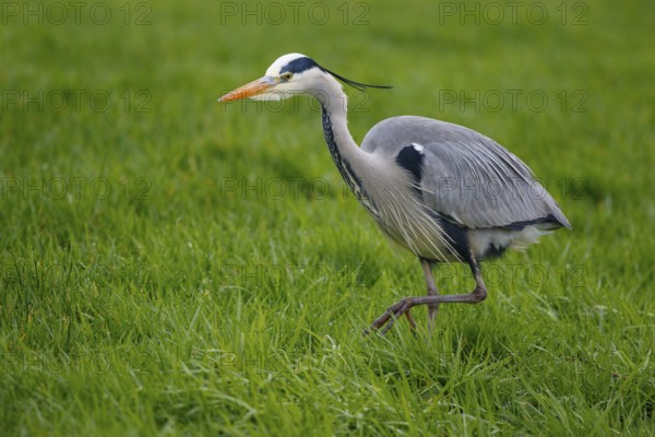 Grey Heron (Ardea cinerea) foraging, Netherlands