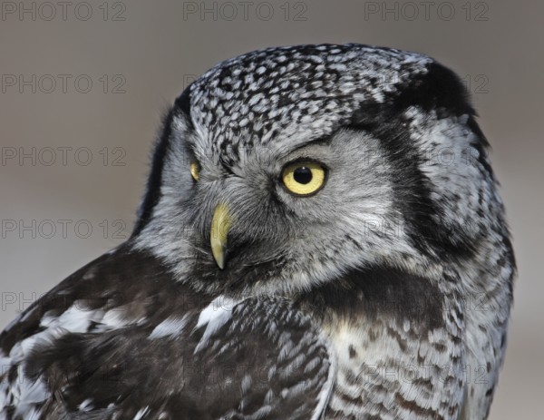Northern Hawk-Owl (Surnia ulula), Saskatchewan, Canada