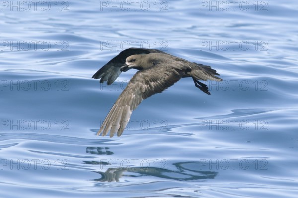 Grey-faced Petrel (Pterodroma gouldi) flying, Victoria, Australia