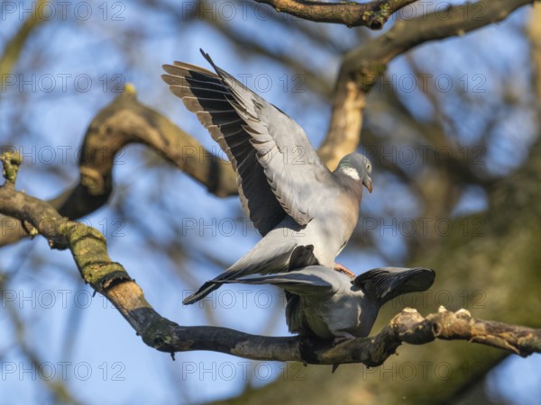 Wood Pigeon (Columba palumbus), two adult birds perched on a branch, about to copulate, Northumberland, England, UK