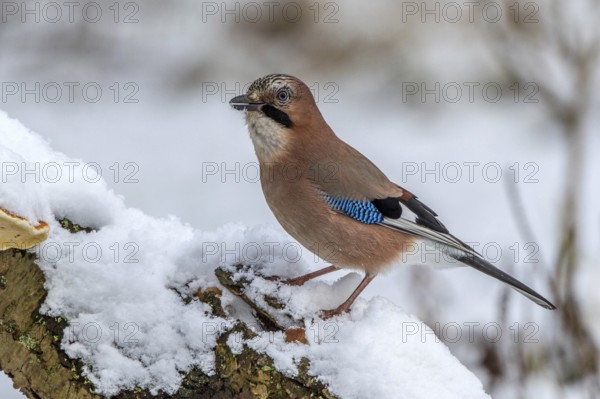Eurasian Jay (Garrulus glandarius) perched on a stump in snow, Mecklenburg-Western Pomerania, Germany