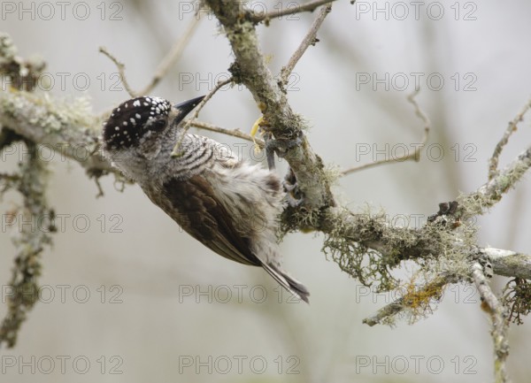 Ecuadorian Piculet (Picumnus sclateri), Manabi, Ecuador