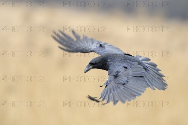 Northern Raven (Corvus corax) flying, Mecklenburg-Western Pomerania, Germany
