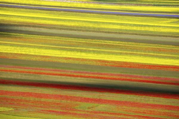 The lentil bloom in Castelluccio di Norcia, nestled in the Sibillini Mountains of the Italian Apennines (Umbria and Marche region, Italy) In the lentil fields also grow red poppies, daisies, cornflowers, wild orchids, gentians, mallow, borage, yarrow, primroses, and valerian