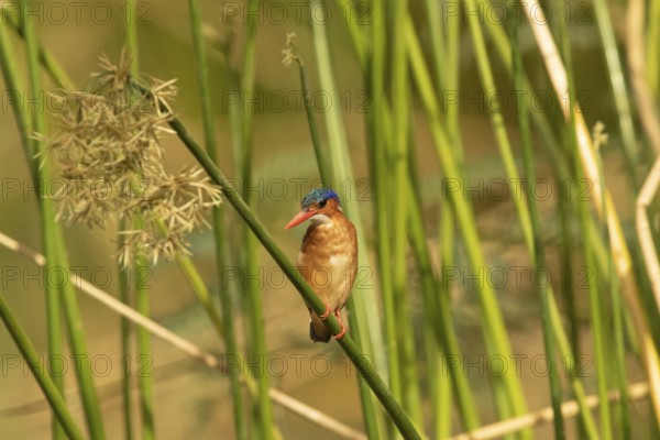 Malachite Kingfisher (Corythornis cristatus), Lake Baringo, Kenya