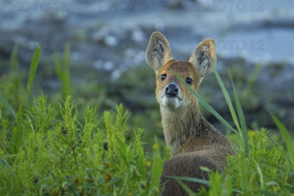 Chinese water deer (Hydropotes inermis) adult animal on the edge of a reedbed in summer, RSPB Strumpshaw fen, Norfolk, England, United Kingdom