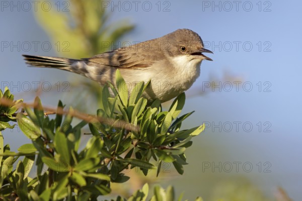 Nachtigallengrasmücke, Eastern Orphean Warbler, Sylvia crassirostris, Orpheusgrasmücke, Östliche Orpheusgrasmücke