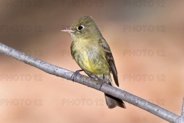 Cordilleran Flycatcher Empidonax occidentalis Chiricahua Mountains, Cochise County, ARIZONA, USA 6 June Adult Tyrannidae