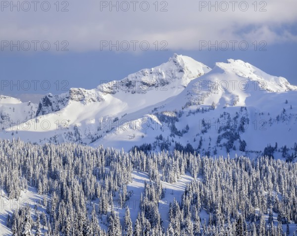 The Tatoosh Range in Mount Rainier National Park glows under late afternoon light, with freshly fallen snow covering the rugged peaks and dense evergreen forest in winter