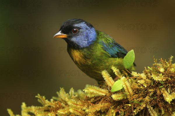 Moss-backed tanager, Bangsia edwardsi, tropic bird sitting on the moss branch in the na nature habitat, Mindo in Ecuador. Blue black tanager in the jungle forest. Birdwatching in South America
