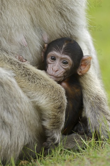 Barbary macaque (Macaca sylvanus), juvenile, captive, occurring in Morocco, Algeria and Gibraltar