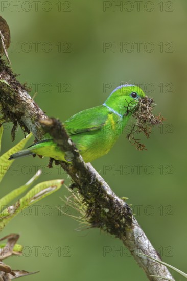 Golden-browed Clorophonia (Chlorophonia callophrys) perched on a branch in Costa Rica, Central America
