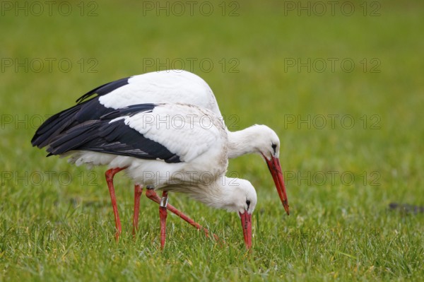 White Stork (Ciconia ciconia) pair foraging, North Rhine-Westphalia, Germany