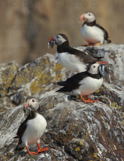 Atlantic Puffin (Fratercula arctica), Scotland, United Kingdom