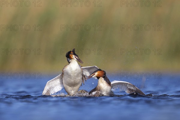 Great Crested Grebe, (Podiceps Scalloped ribbonfish), courtship behaviour, two individuals, Hides de El Taray / Floating Hid, Villafranca de los Caballeros, Castilla La Mancha / Toledo, Spain