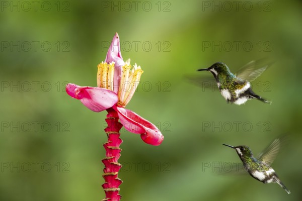 Green Thorntail (Discosura conversii) female flying and feeding on flower nectar, Pichincha, Ecuador
